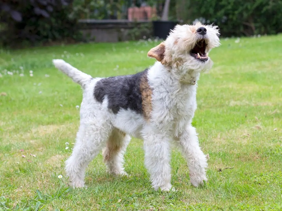 dog training with anti-bark collars