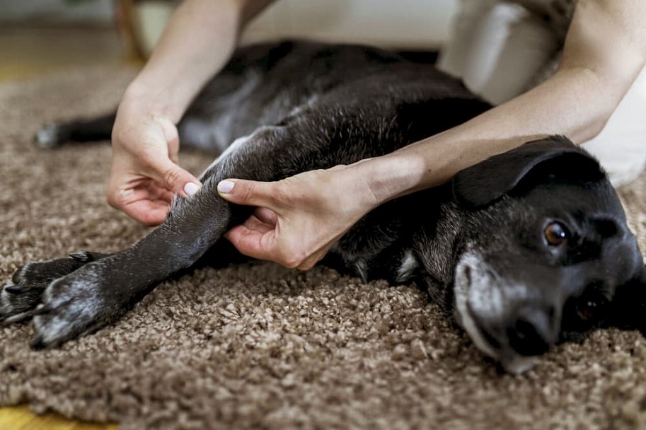 Dog joint massage