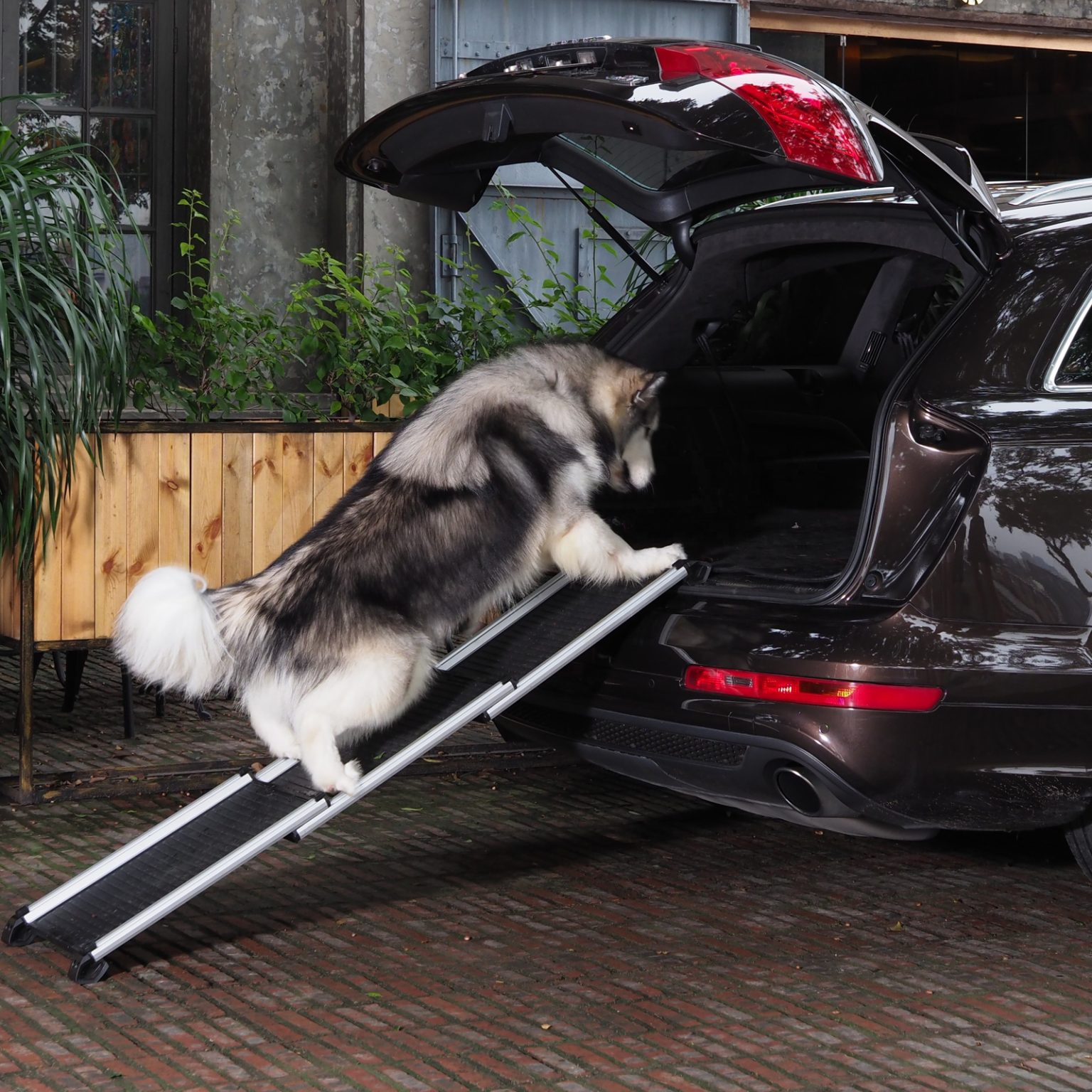 Dog Ramps vs. Stairs: Help Your Furry Pal Go Up and Down