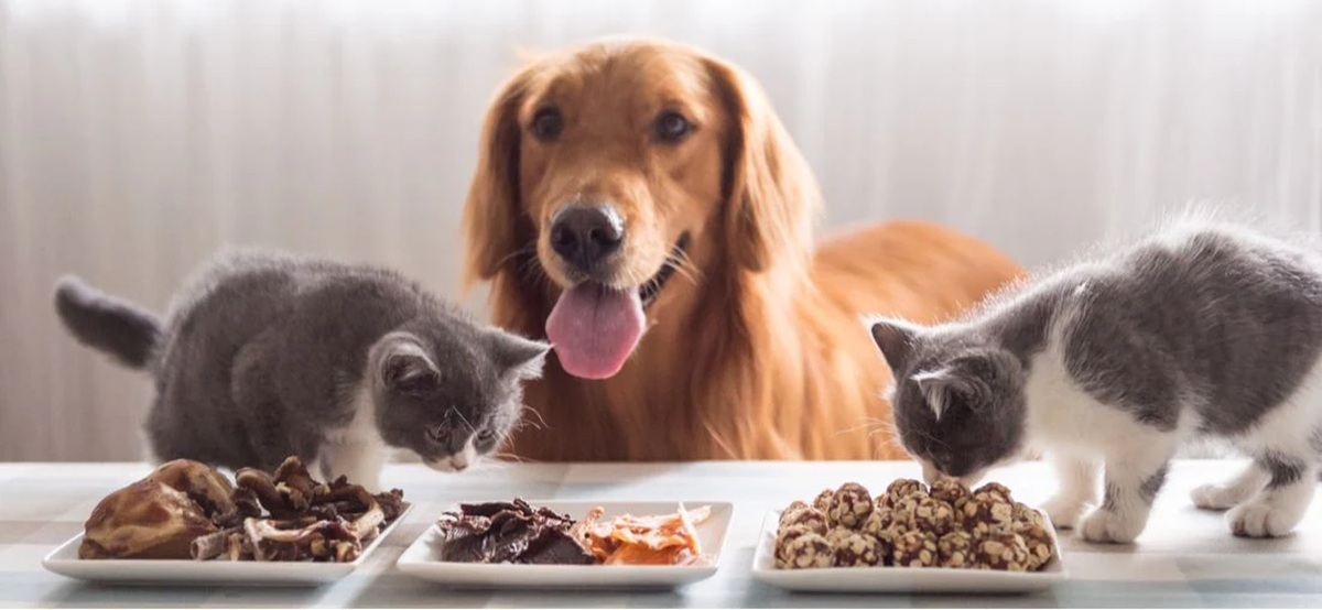 food for pet